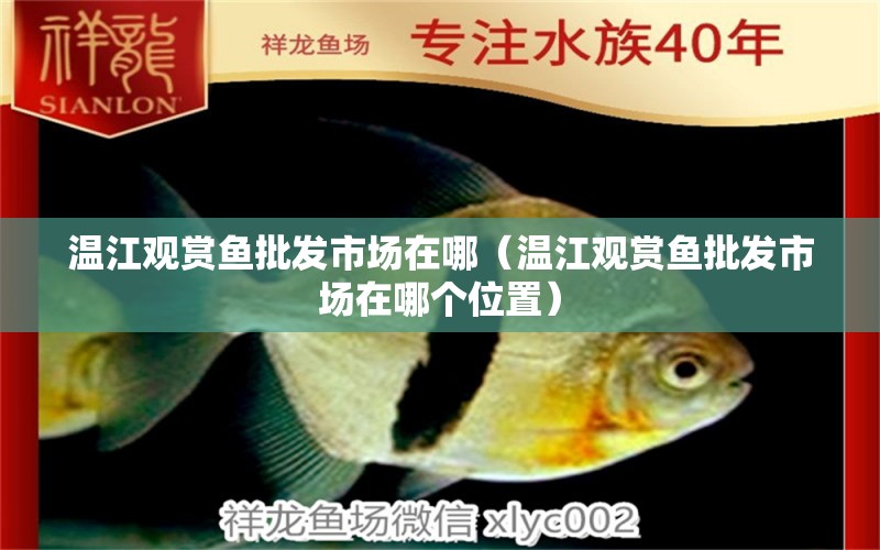 溫江觀賞魚(yú)批發(fā)市場(chǎng)在哪（溫江觀賞魚(yú)批發(fā)市場(chǎng)在哪個(gè)位置）