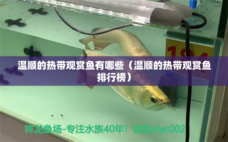 溫順的熱帶觀賞魚(yú)有哪些（溫順的熱帶觀賞魚(yú)排行榜） 觀賞魚(yú)市場(chǎng)（混養(yǎng)魚(yú)）