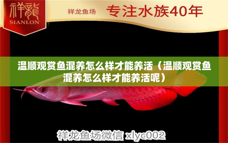 溫順觀賞魚混養(yǎng)怎么樣才能養(yǎng)活（溫順觀賞魚混養(yǎng)怎么樣才能養(yǎng)活呢）