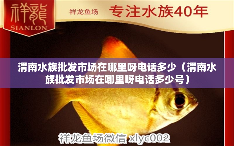 渭南水族批發(fā)市場在哪里呀電話多少（渭南水族批發(fā)市場在哪里呀電話多少號） 觀賞魚水族批發(fā)市場