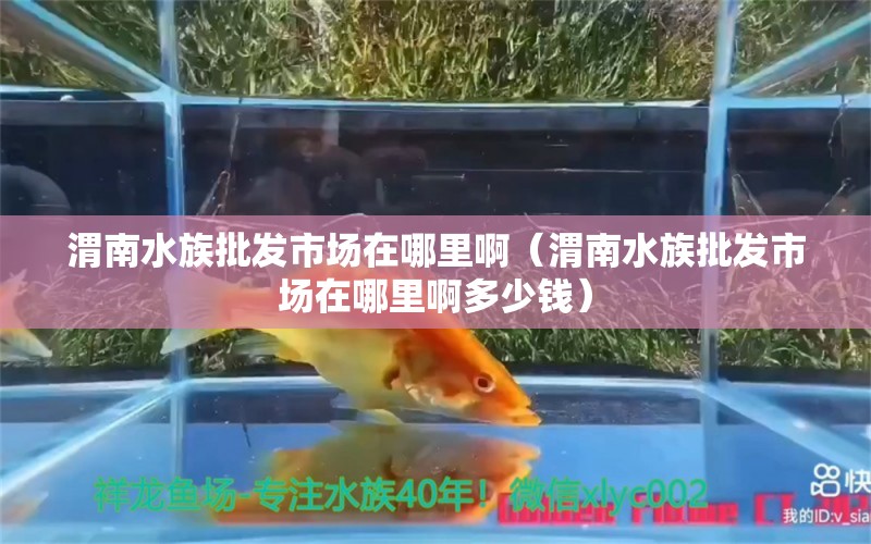 渭南水族批發(fā)市場(chǎng)在哪里啊（渭南水族批發(fā)市場(chǎng)在哪里啊多少錢(qián)） 觀賞魚(yú)水族批發(fā)市場(chǎng)