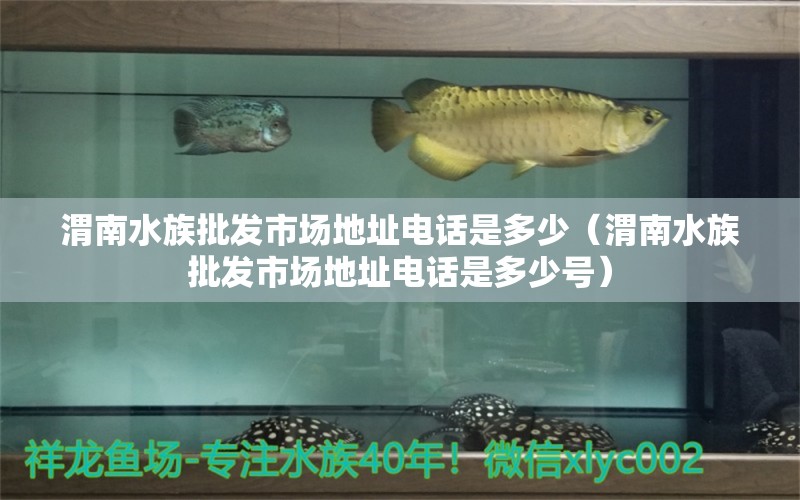 渭南水族批發(fā)市場地址電話是多少（渭南水族批發(fā)市場地址電話是多少號） 觀賞魚水族批發(fā)市場