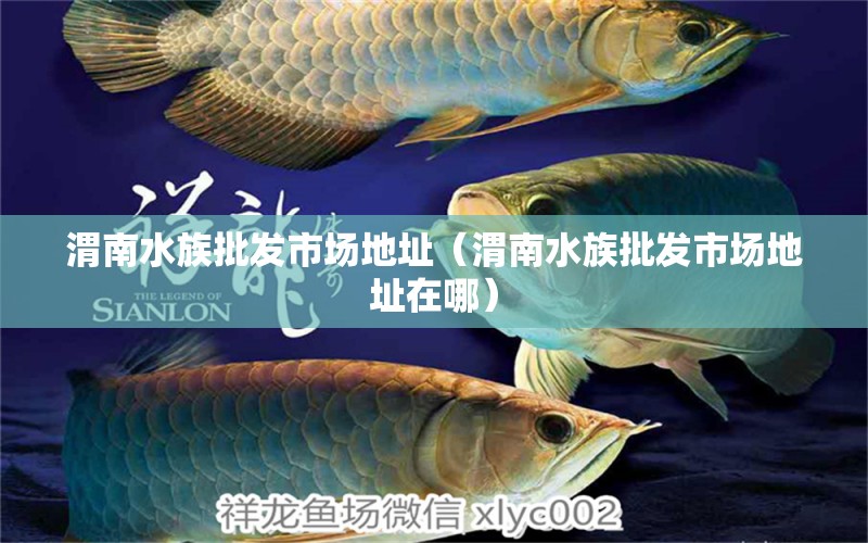 渭南水族批發(fā)市場(chǎng)地址（渭南水族批發(fā)市場(chǎng)地址在哪） 觀賞魚水族批發(fā)市場(chǎng)