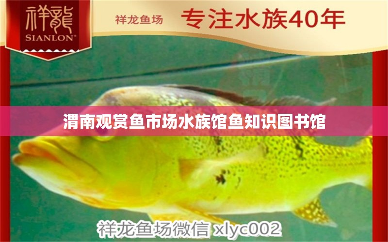 渭南觀賞魚(yú)市場(chǎng)水族館魚(yú)知識(shí)圖書(shū)館 觀賞魚(yú)市場(chǎng)（混養(yǎng)魚(yú)）