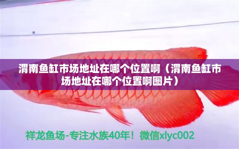 渭南魚缸市場地址在哪個(gè)位置啊（渭南魚缸市場地址在哪個(gè)位置啊圖片）