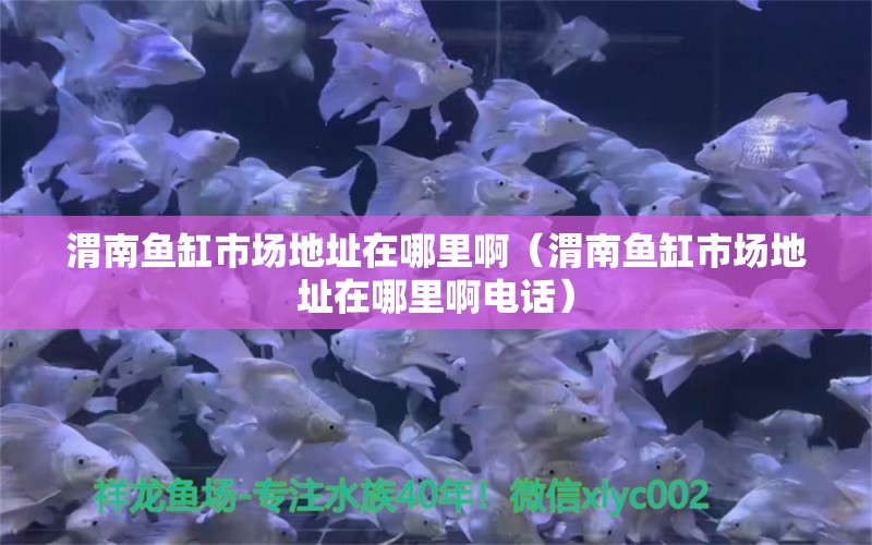 渭南魚缸市場地址在哪里啊（渭南魚缸市場地址在哪里啊電話）