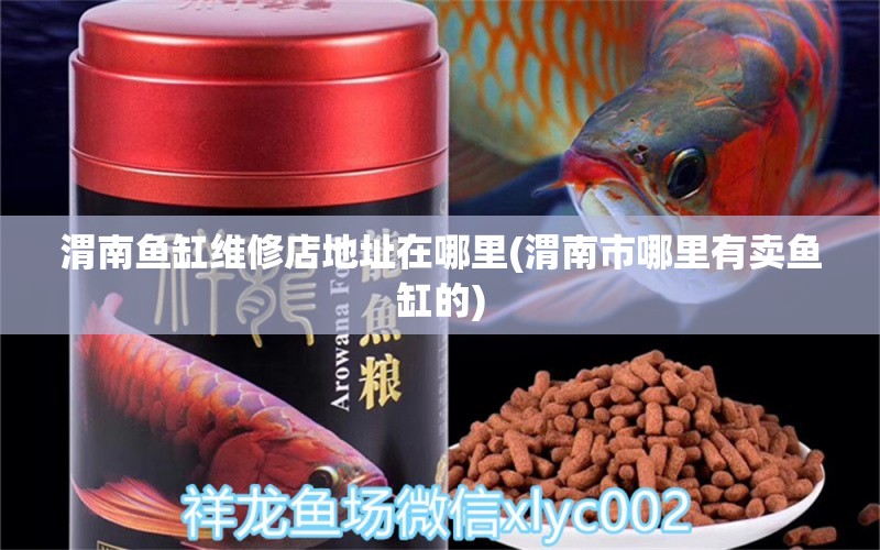 渭南魚缸維修店地址在哪里(渭南市哪里有賣魚缸的) 噴點(diǎn)菠蘿魚