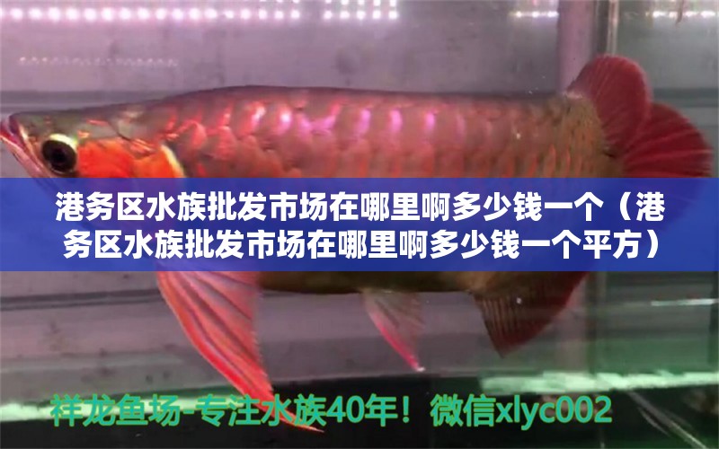 港務(wù)區(qū)水族批發(fā)市場在哪里啊多少錢一個（港務(wù)區(qū)水族批發(fā)市場在哪里啊多少錢一個平方）