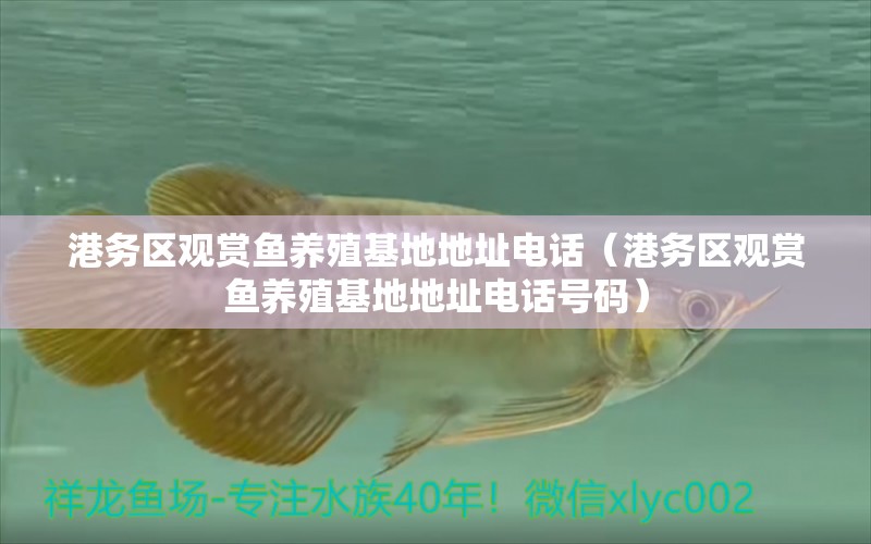 港務(wù)區(qū)觀賞魚養(yǎng)殖基地地址電話（港務(wù)區(qū)觀賞魚養(yǎng)殖基地地址電話號(hào)碼）