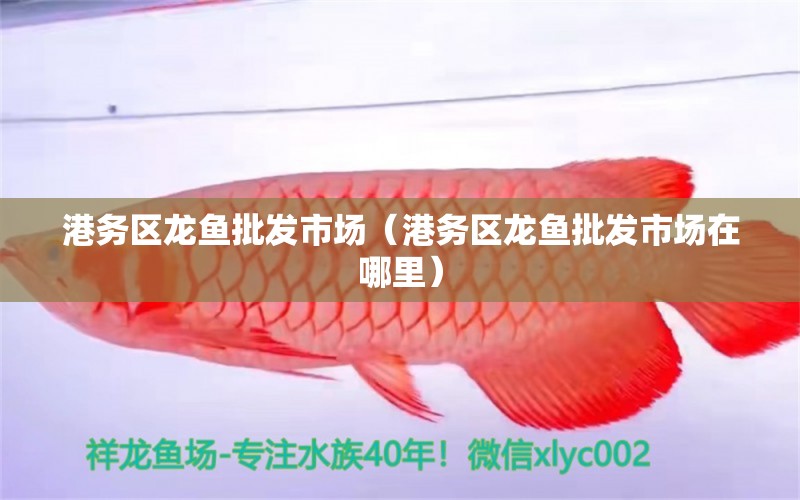 港務(wù)區(qū)龍魚(yú)批發(fā)市場(chǎng)（港務(wù)區(qū)龍魚(yú)批發(fā)市場(chǎng)在哪里）