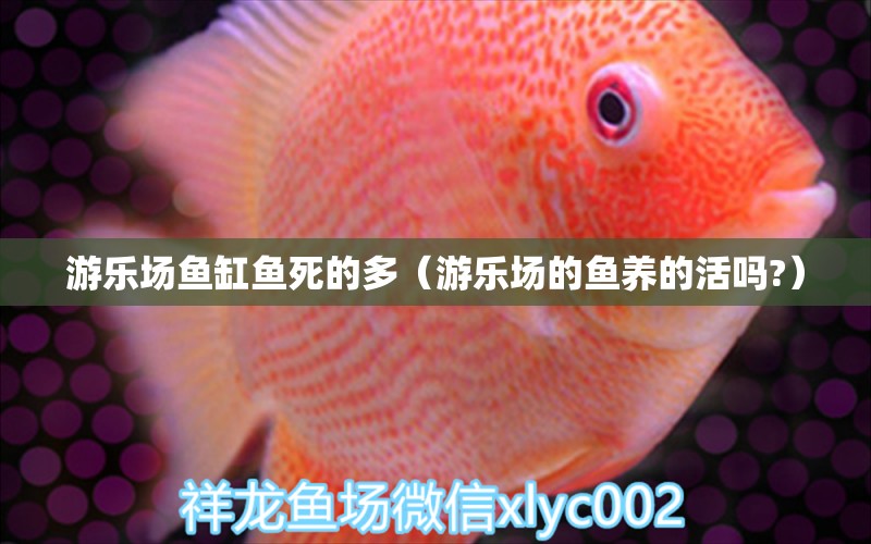 游樂場魚缸魚死的多（游樂場的魚養(yǎng)的活嗎?） 九鼎魚缸