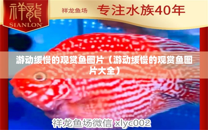 游動緩慢的觀賞魚圖片（游動緩慢的觀賞魚圖片大全） 祥龍水族醫(yī)院