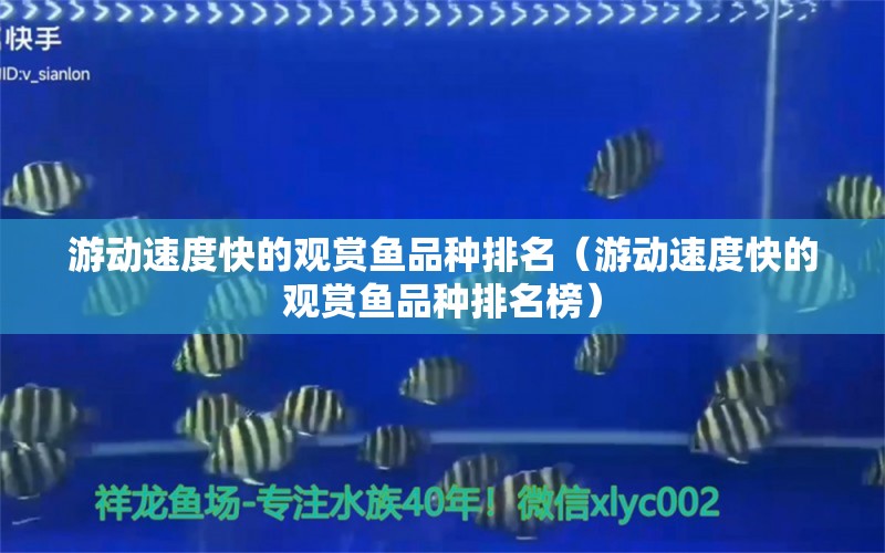 游動速度快的觀賞魚品種排名（游動速度快的觀賞魚品種排名榜） 斑馬鴨嘴魚