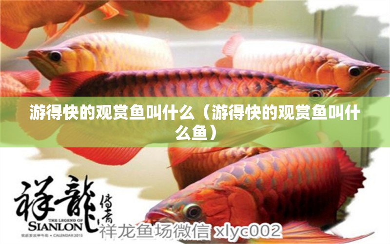 游得快的觀賞魚(yú)叫什么（游得快的觀賞魚(yú)叫什么魚(yú)） 巨骨舌魚(yú)