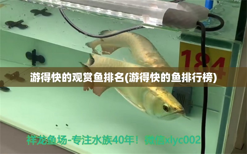 游得快的觀賞魚排名(游得快的魚排行榜) 白玉紅龍魚