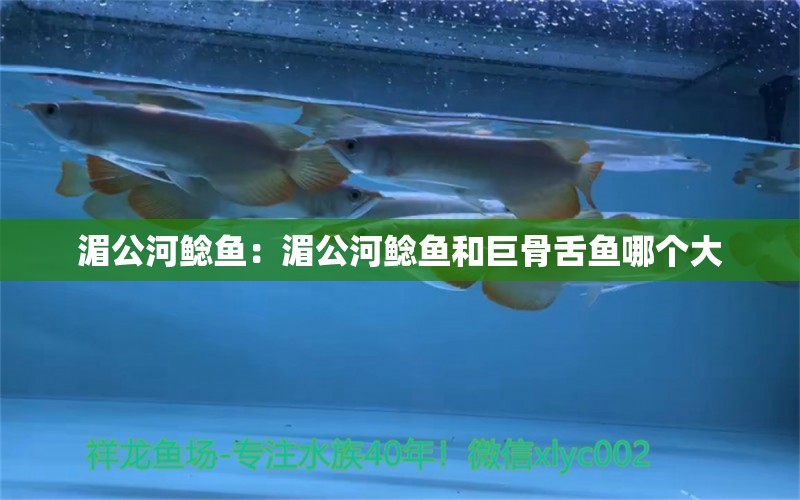 湄公河鯰魚(yú)：湄公河鯰魚(yú)和巨骨舌魚(yú)哪個(gè)大 巨骨舌魚(yú)