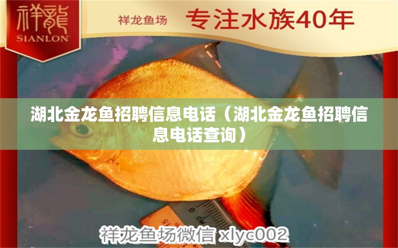 湖北金龍魚(yú)招聘信息電話(huà)（湖北金龍魚(yú)招聘信息電話(huà)查詢(xún)）