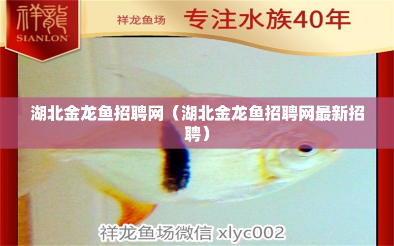 湖北金龍魚招聘網(wǎng)（湖北金龍魚招聘網(wǎng)最新招聘）