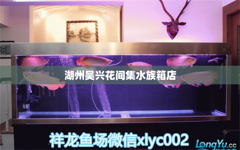 湖州吳興花間集水族箱店 魚缸/水族箱