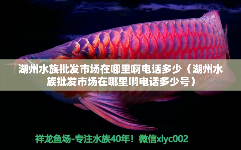 湖州水族批發(fā)市場(chǎng)在哪里啊電話多少（湖州水族批發(fā)市場(chǎng)在哪里啊電話多少號(hào)）