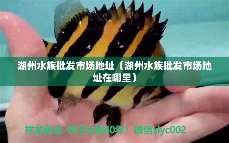 湖州水族批發(fā)市場地址（湖州水族批發(fā)市場地址在哪里） 觀賞魚水族批發(fā)市場