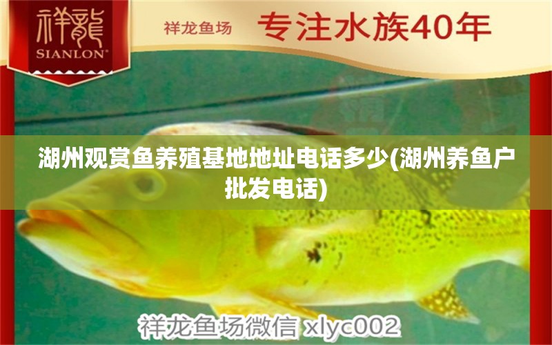 湖州觀賞魚養(yǎng)殖基地地址電話多少(湖州養(yǎng)魚戶批發(fā)電話) 廣州水族器材濾材批發(fā)市場