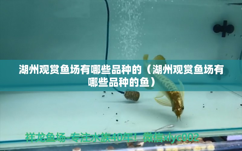 湖州觀賞魚場有哪些品種的（湖州觀賞魚場有哪些品種的魚） 細線銀板魚苗