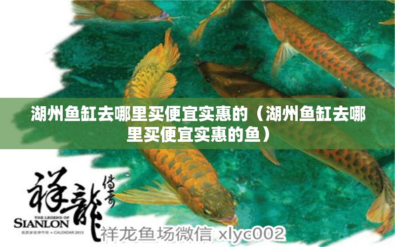 湖州魚缸去哪里買便宜實惠的（湖州魚缸去哪里買便宜實惠的魚）