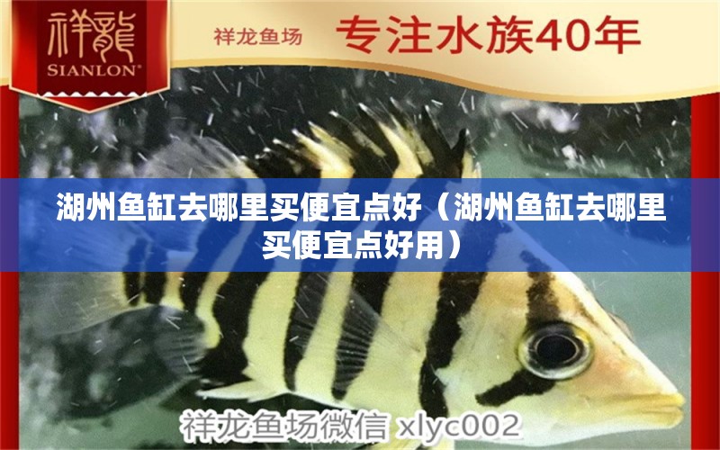 湖州魚缸去哪里買便宜點好（湖州魚缸去哪里買便宜點好用） 黃金達摩魚