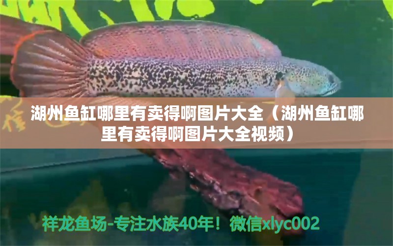 湖州魚缸哪里有賣得啊圖片大全（湖州魚缸哪里有賣得啊圖片大全視頻） 飛鳳魚苗