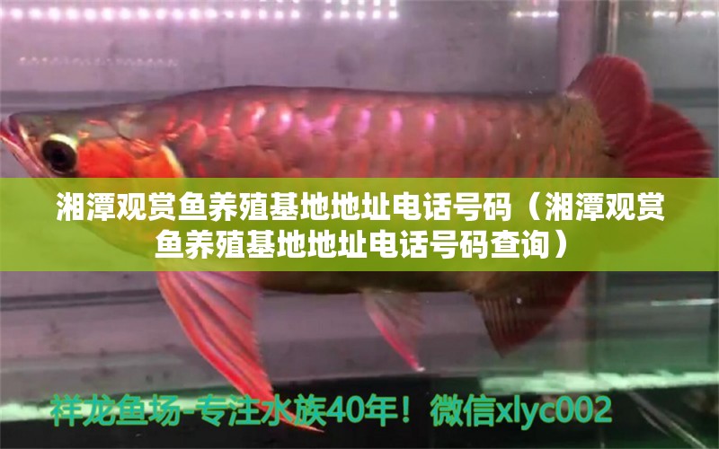 湘潭觀賞魚養(yǎng)殖基地地址電話號碼（湘潭觀賞魚養(yǎng)殖基地地址電話號碼查詢）