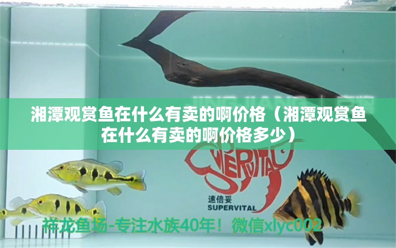 湘潭觀賞魚在什么有賣的啊價格（湘潭觀賞魚在什么有賣的啊價格多少）