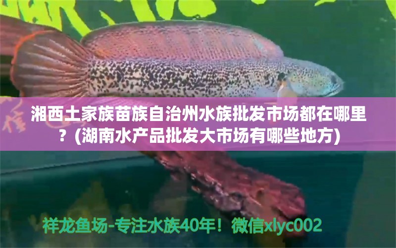 湘西土家族苗族自治州水族批發(fā)市場(chǎng)都在哪里？(湖南水產(chǎn)品批發(fā)大市場(chǎng)有哪些地方) 觀賞魚水族批發(fā)市場(chǎng)