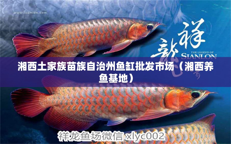 湘西土家族苗族自治州魚缸批發(fā)市場（湘西養(yǎng)魚基地） 觀賞魚水族批發(fā)市場