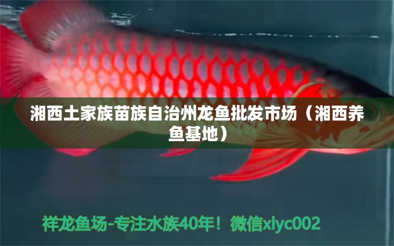 湘西土家族苗族自治州龍魚批發(fā)市場(chǎng)（湘西養(yǎng)魚基地）