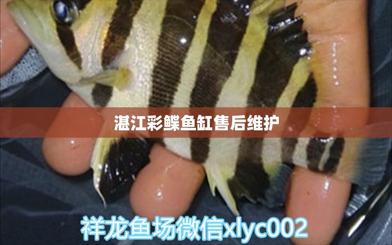 湛江彩鰈魚缸售后維護 彩鰈魚缸（彩蝶魚缸）