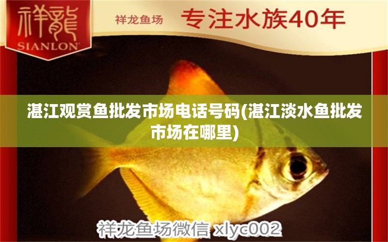 湛江觀賞魚批發(fā)市場電話號碼(湛江淡水魚批發(fā)市場在哪里) 觀賞魚批發(fā)