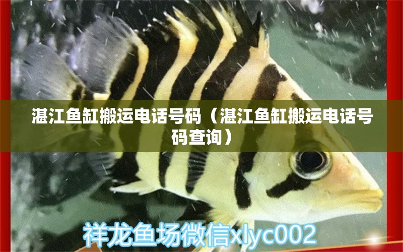 湛江魚缸搬運電話號碼（湛江魚缸搬運電話號碼查詢）