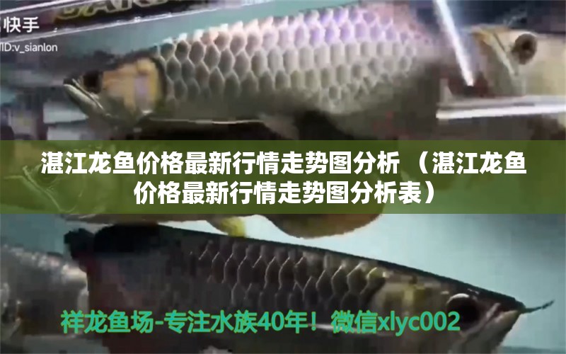 湛江龍魚價格最新行情走勢圖分析 （湛江龍魚價格最新行情走勢圖分析表）