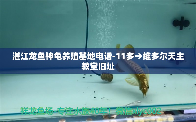 湛江龍魚神龜養(yǎng)殖基地電話-11多→維多爾天主教堂舊址 烏龜