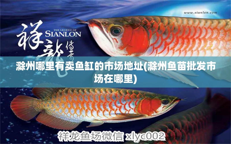 滁州哪里有賣魚(yú)缸的市場(chǎng)地址(滁州魚(yú)苗批發(fā)市場(chǎng)在哪里) 三間鼠魚(yú)