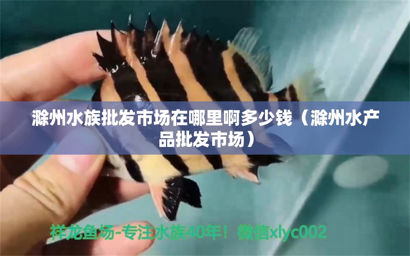 滁州水族批發(fā)市場在哪里啊多少錢（滁州水產(chǎn)品批發(fā)市場） 馬來西亞燕窩