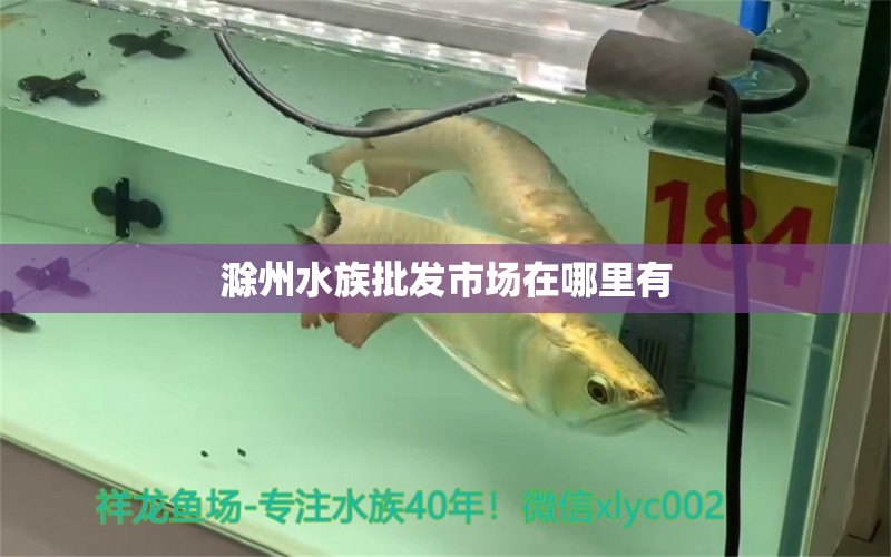 滁州水族批發(fā)市場(chǎng)在哪里有