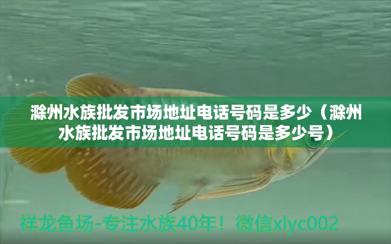 滁州水族批發(fā)市場地址電話號碼是多少（滁州水族批發(fā)市場地址電話號碼是多少號）