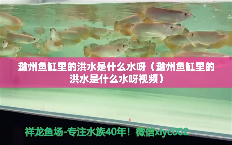 滁州魚(yú)缸里的洪水是什么水呀（滁州魚(yú)缸里的洪水是什么水呀視頻） 觀(guān)賞魚(yú)市場(chǎng)（混養(yǎng)魚(yú)）