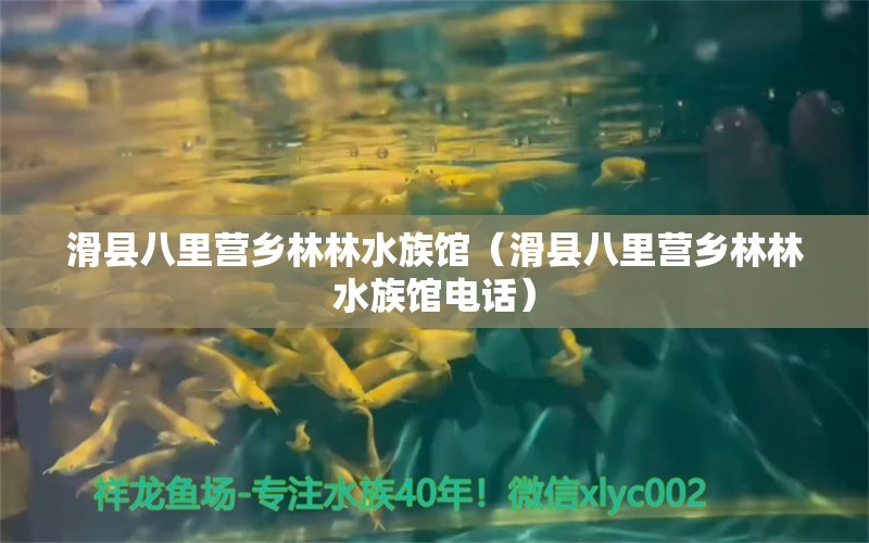 滑縣八里營(yíng)鄉(xiāng)林林水族館（滑縣八里營(yíng)鄉(xiāng)林林水族館電話） 全國(guó)水族館企業(yè)名錄