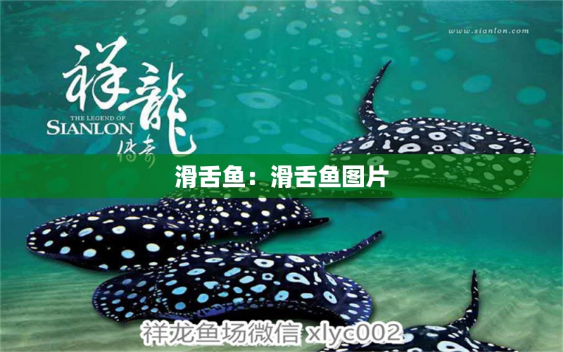 滑舌魚：滑舌魚圖片