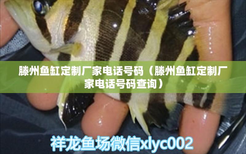 滕州魚缸定制廠家電話號(hào)碼（滕州魚缸定制廠家電話號(hào)碼查詢） 祥龍水族醫(yī)院