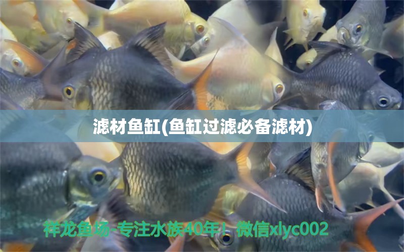 濾材魚(yú)缸(魚(yú)缸過(guò)濾必備濾材) 大白鯊魚(yú)