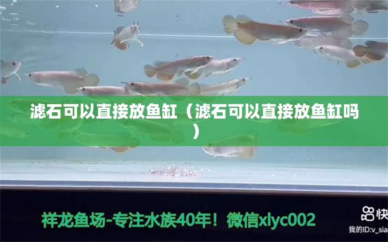 濾石可以直接放魚缸（濾石可以直接放魚缸嗎） 祥龍水族醫(yī)院